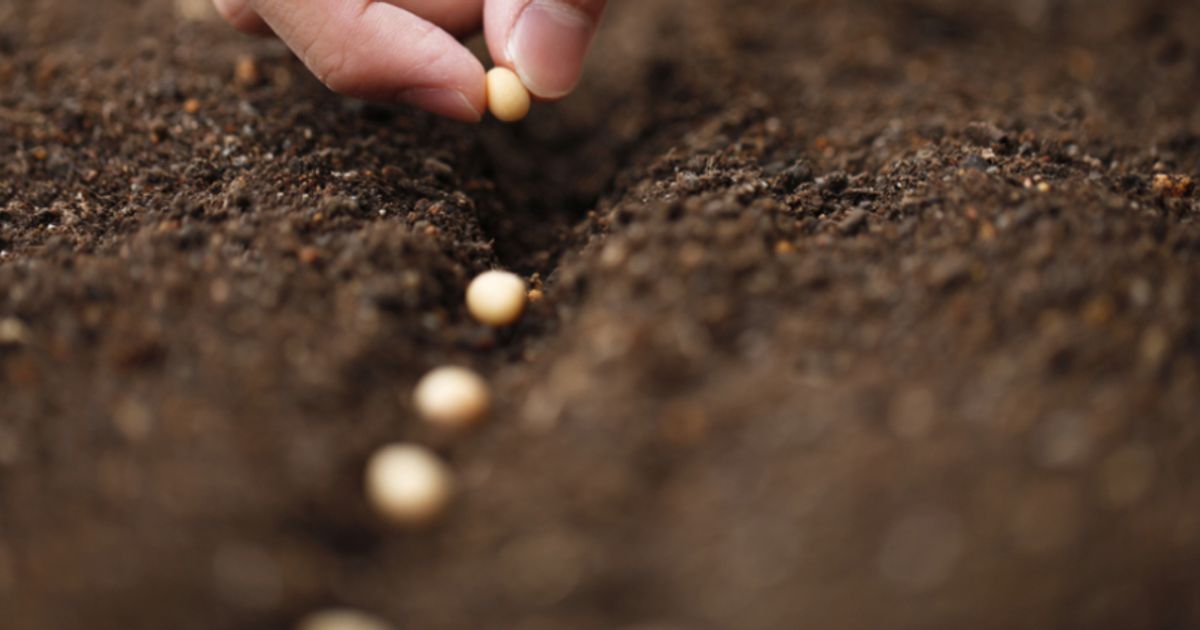 SEED Innovations 'very bullish' on 2022 activity which 'will increase ...