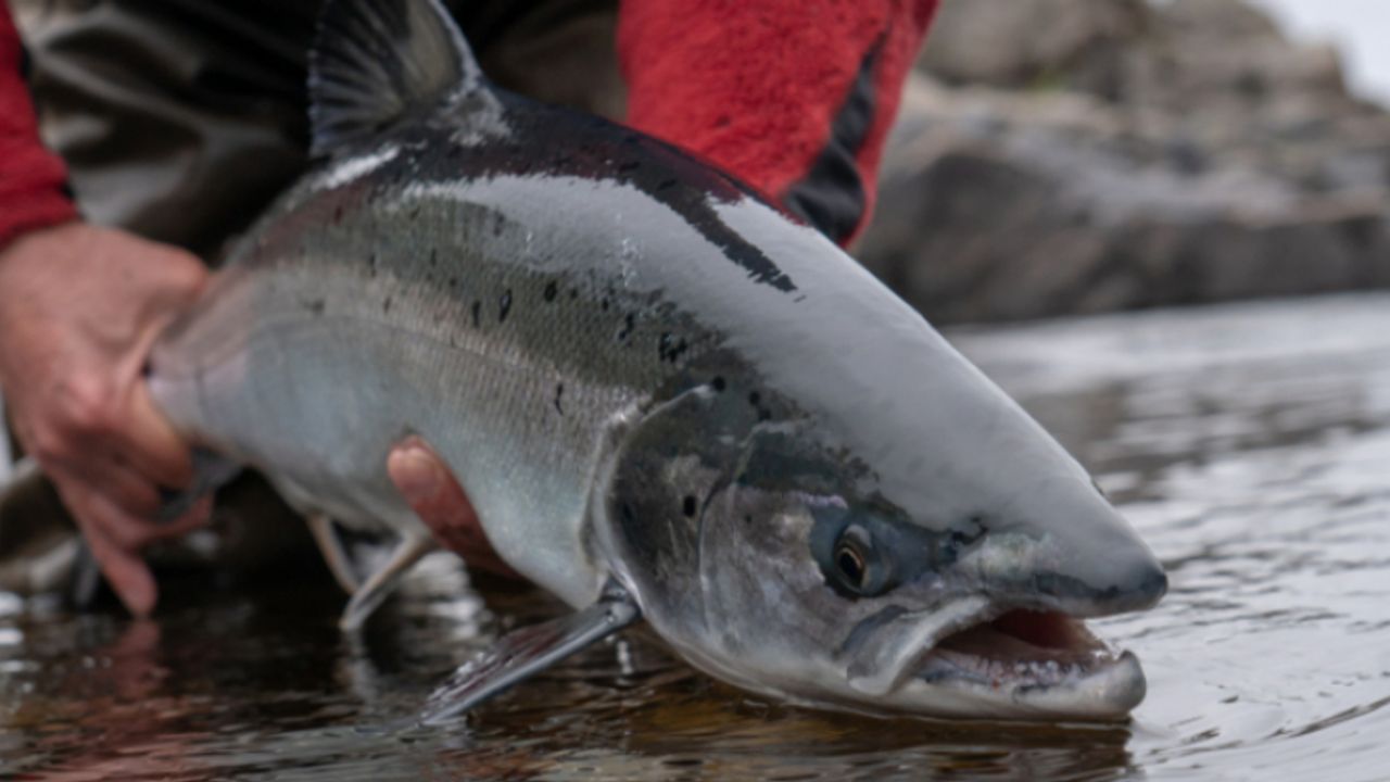 Hilton Food casts net for Dutch smoked salmon producer | LSE:HFG