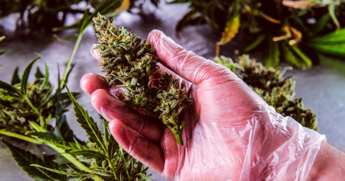 SEED Innovations Ltd discuss its portfolio company's aims and outlook - Vimarsana News