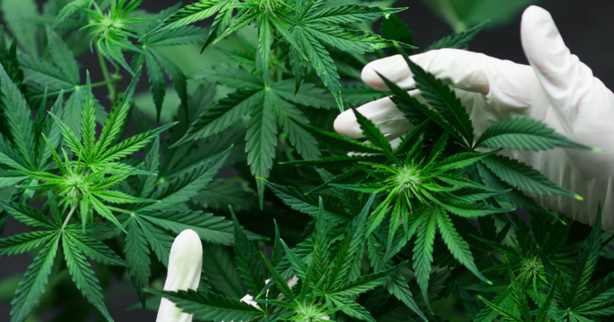 Planet 13 Holdings Inc Nevada cultivation expansion fuels inhouse product growth for its SuperStore - Vimarsana News