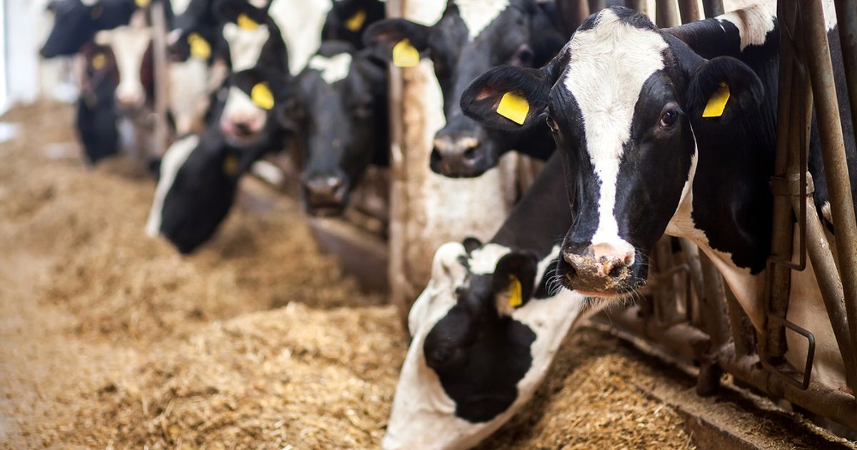 CULT Food Science Corp. invests in leading cultivated meat company MeaTech 3D Ltd - Vimarsana News