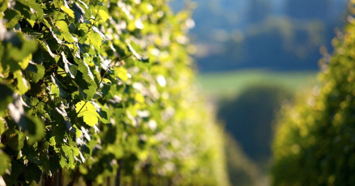 Eden Research moves closer to US regulatory success