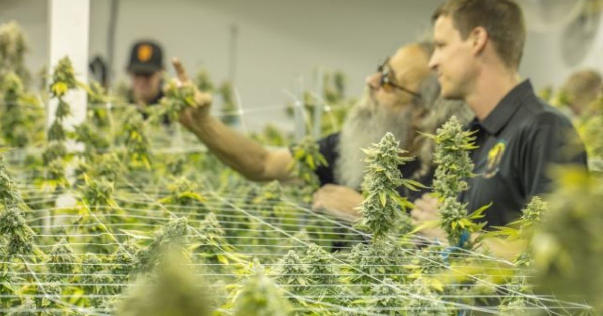Australis Capital Inc commences construction of New York cultivation, manufacturing and retail project - Vimarsana News
