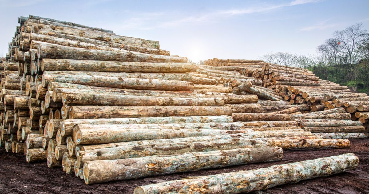 Woodbois Ltd enters 'proof of origin' partnership with World Forest ID - Vimarsana News
