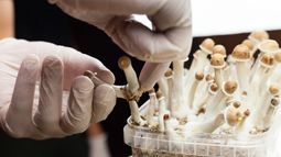 Creso Pharma Ltd - Creso Pharma&rsquo;s psychedelics subsidiary secures import permit for psilocybe cubensis from Health Canada