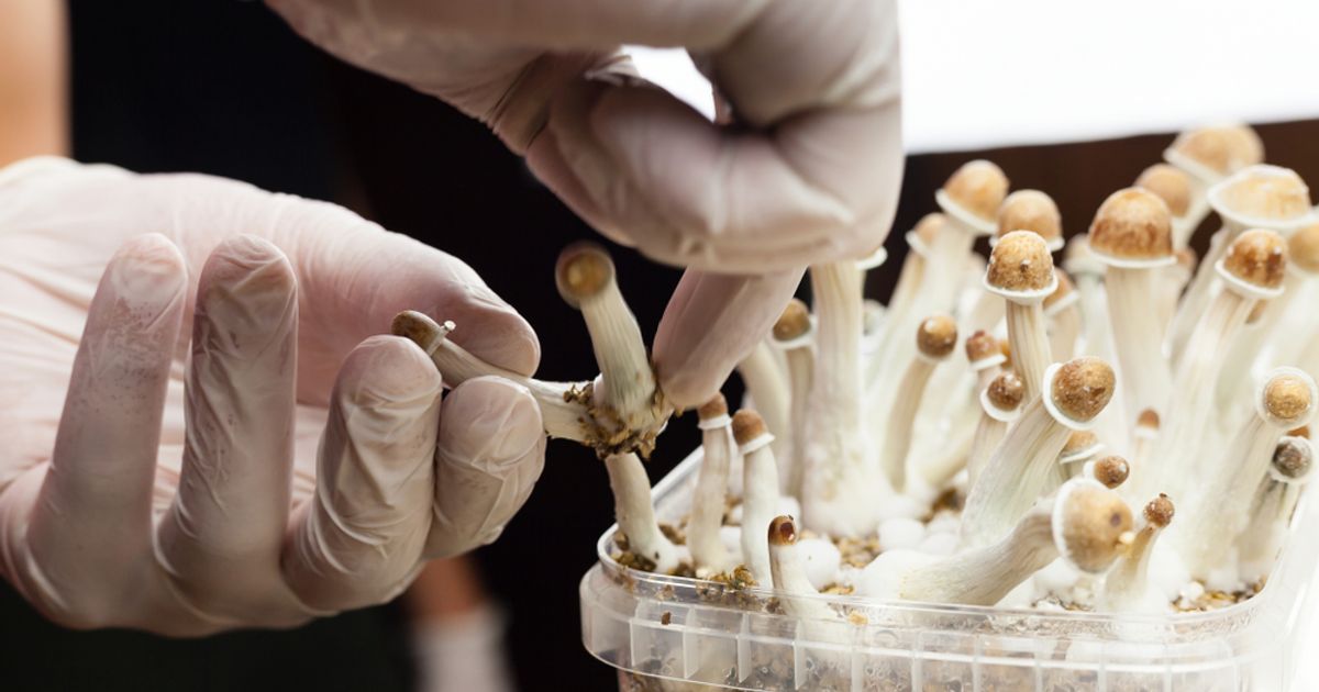 Numinus Wellness Inc. granted Health Canada approval to carry out psychedelic-assisted therapy using psilocybin for patient with treatment-resistant depression - Vimarsana News