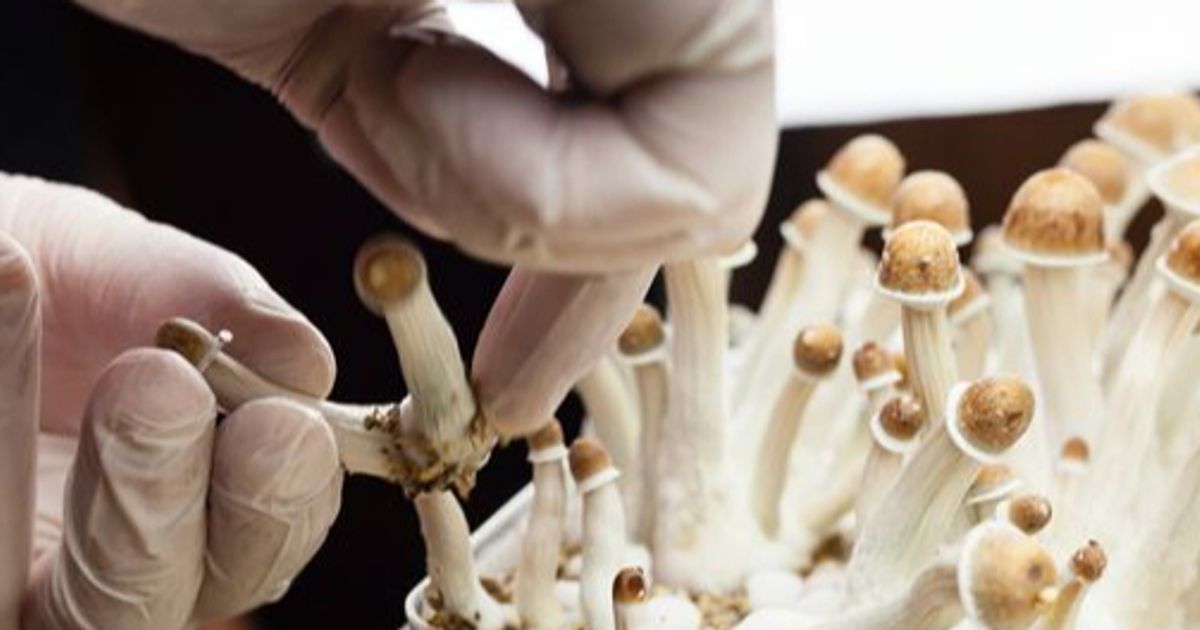 Numinus Wellness Inc applies for international patent for psychedelics production process - Vimarsana News