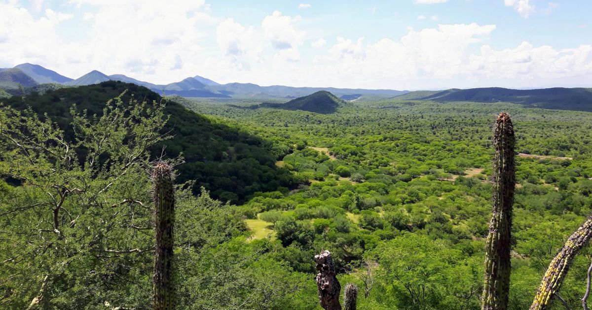 Tocvan Ventures Corp recommences drilling at Pilar gold-silver project in Sonora, Mexico - Vimarsana News