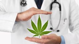 Creso Pharma Ltd - Cresco Pharma's Canadian subsidiary ImpACTIVE appoints three new brand ambassadors ahead of launch