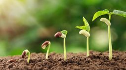 Creso Pharma Ltd - Creso Pharma target Sierra Sage Herbs secures private label manufacturing agreement with major US online retailer