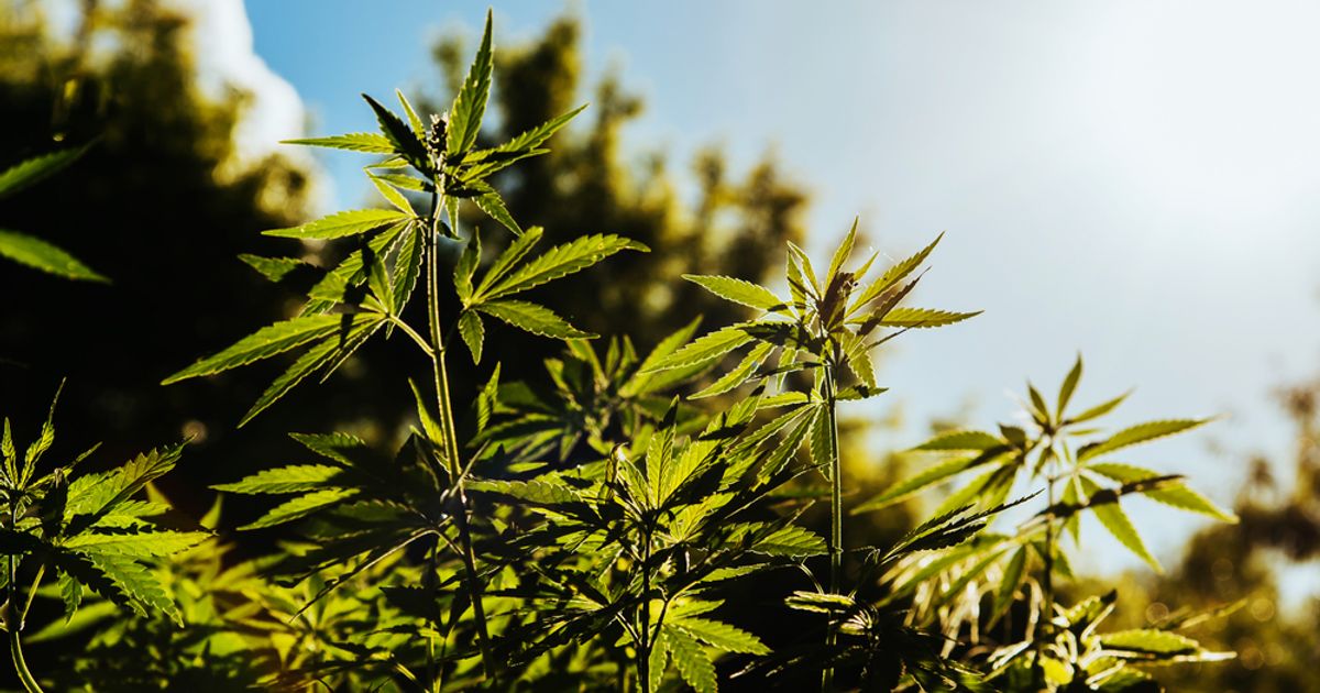Generation Hemp prepares for the launch of eco-friendly spill clean-up material with Gas Monkey - Vimarsana News