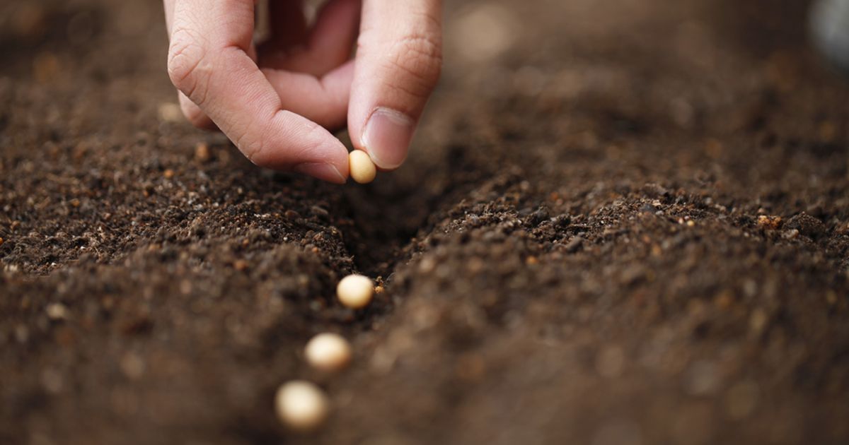 Carr's Group PLC to dispose of agricultural supplies division - Vimarsana News