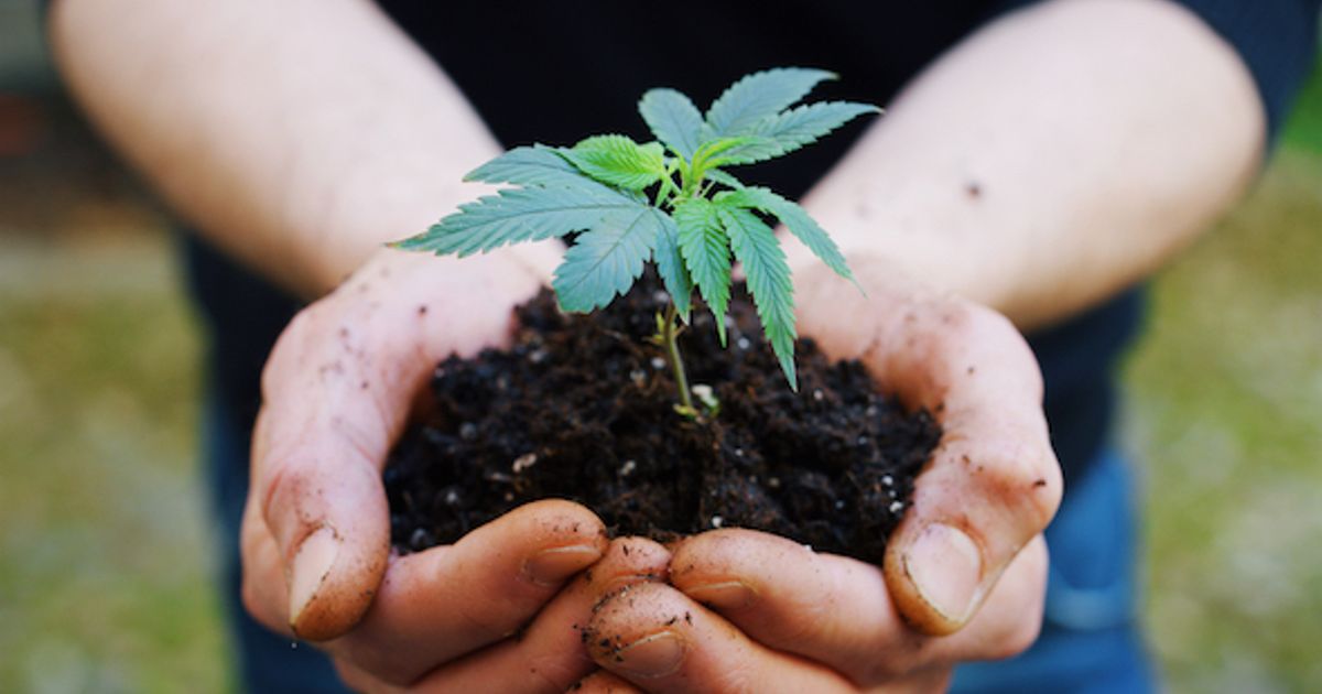 Planet 13 Holdings Inc says it has received approvals to expand cultivation in Nevada - Vimarsana News