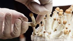 Creso Pharma Ltd - Creso Pharma subsidiary lodges CTA to test the efficacy of psilocybin on treatment-resistant PTSD 