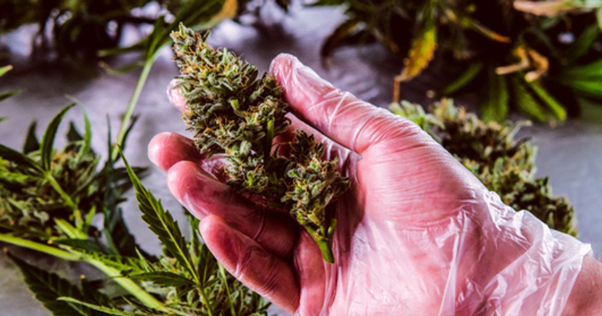 Oxford Cannabinoid Technologies aims to get aggressive share of £42.5bln market by 2027 - Vimarsana News