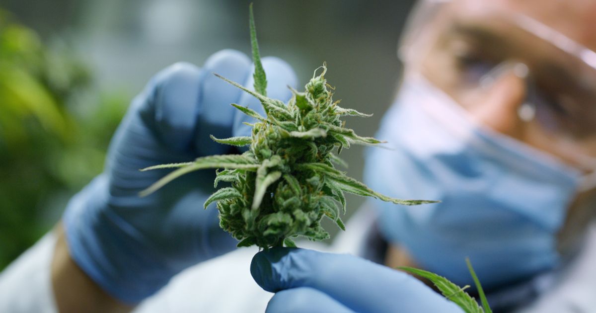 SEED Innovations Ltd portfolio company Little Green Pharma wins Italian cannabis tender - Vimarsana News