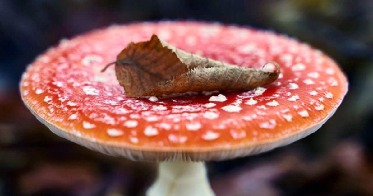 Psyched Wellness Ltd receives GRAS approval for Amanita Muscaria extract; gets green light to bulk produce, market products in the US - Vimarsana News