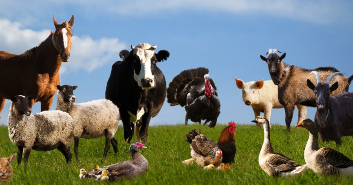 TraceSafe Inc. partners with Sixth Wave Innovations for agriculture safety and virus detection technology - Vimarsana News