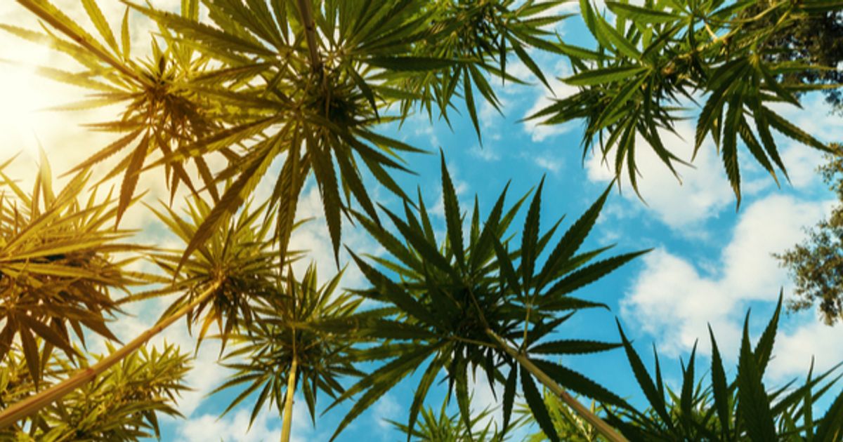 Planet 13 Holdings Inc completes acquisition of Next Green Wave Holdings, gains cultivation and production operations in California cannabis market - Vimarsana News