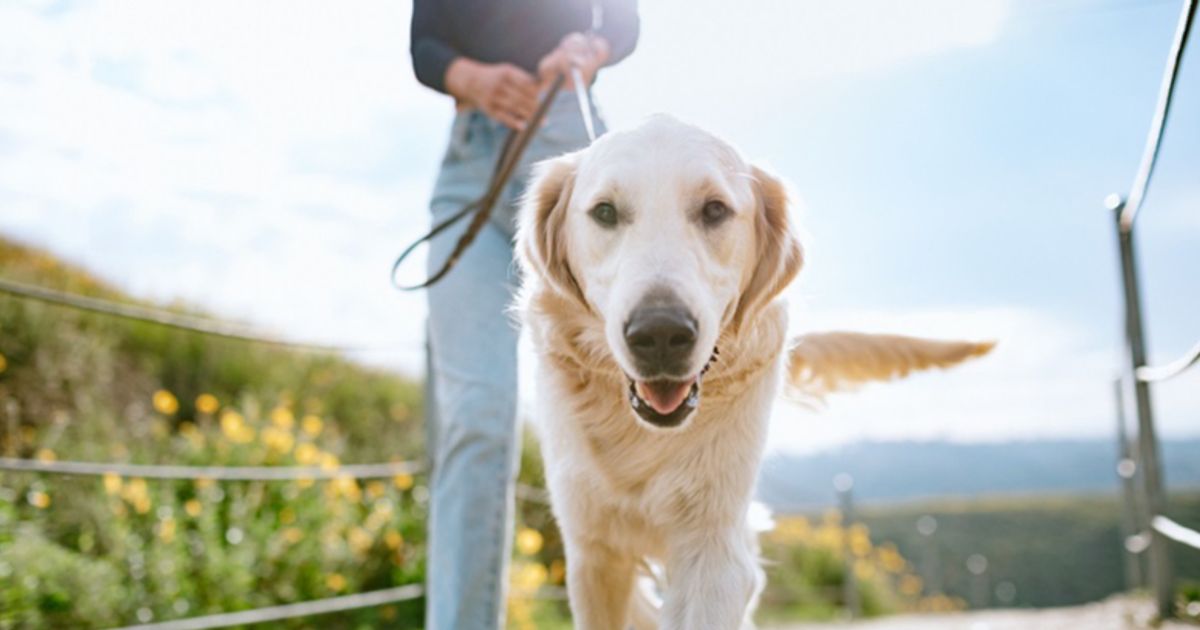 VolitionRX launches Nu.Q cancer-screen test for dogs in US, preps for European launch by Heska - Vimarsana News