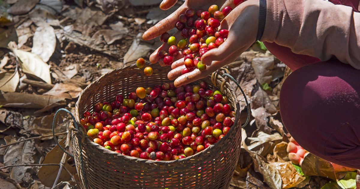 Leon to add 200 ‘coffee kiosks’ as Asda owners roll out expansion plans