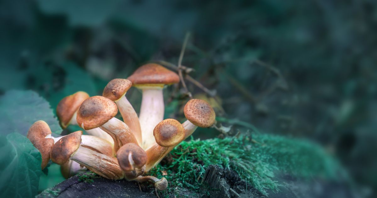 Psychedelics stocks rise after Colorado voters approve legalization ballot in midterm election - Vimarsana News
