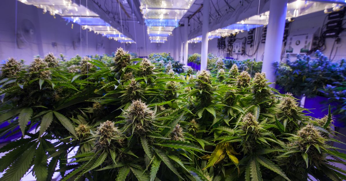 Creso Pharma Ltd welcomes Canadian subsidiary's largest purchase order from Saskatchewan cannabis co-operative - Vimarsana News