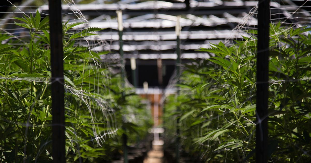 Cannabis firm Phoena to wind down business under creditor protection - Vimarsana News