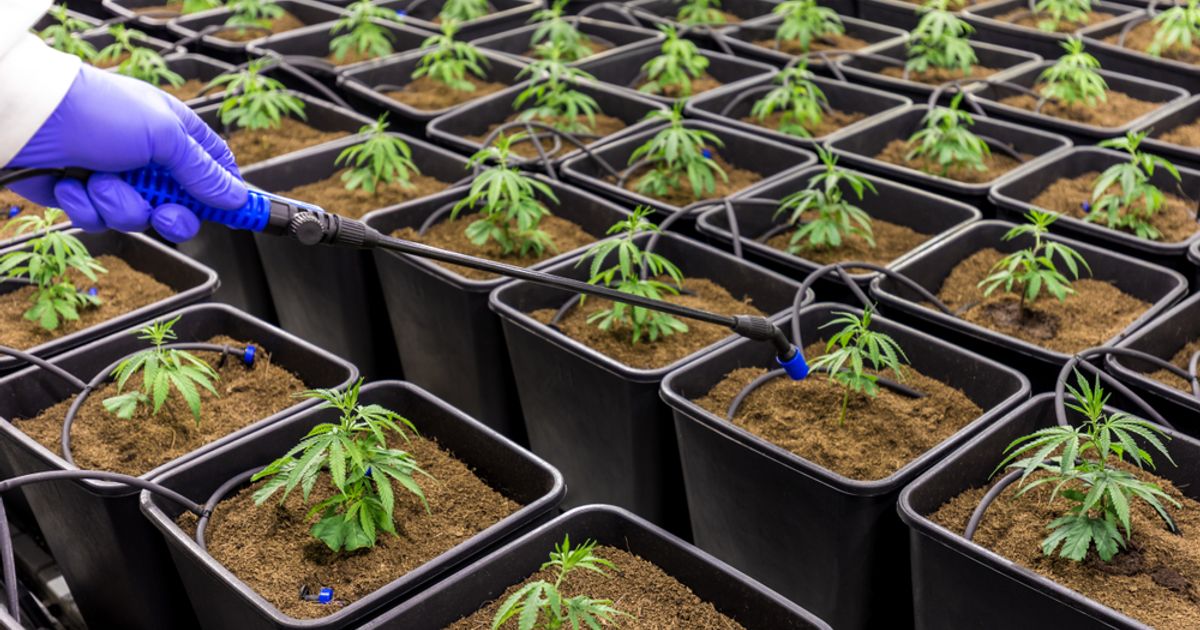 Northern Leaf eyeing summer IPO - Vimarsana News