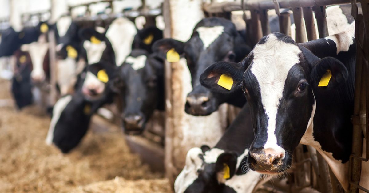 Government to probe UK food supply chains as prices soar - Vimarsana News
