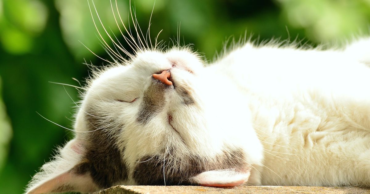 CULT Food Science Corp outlines benefits of 'Sprinkles' pet supplements - Vimarsana News