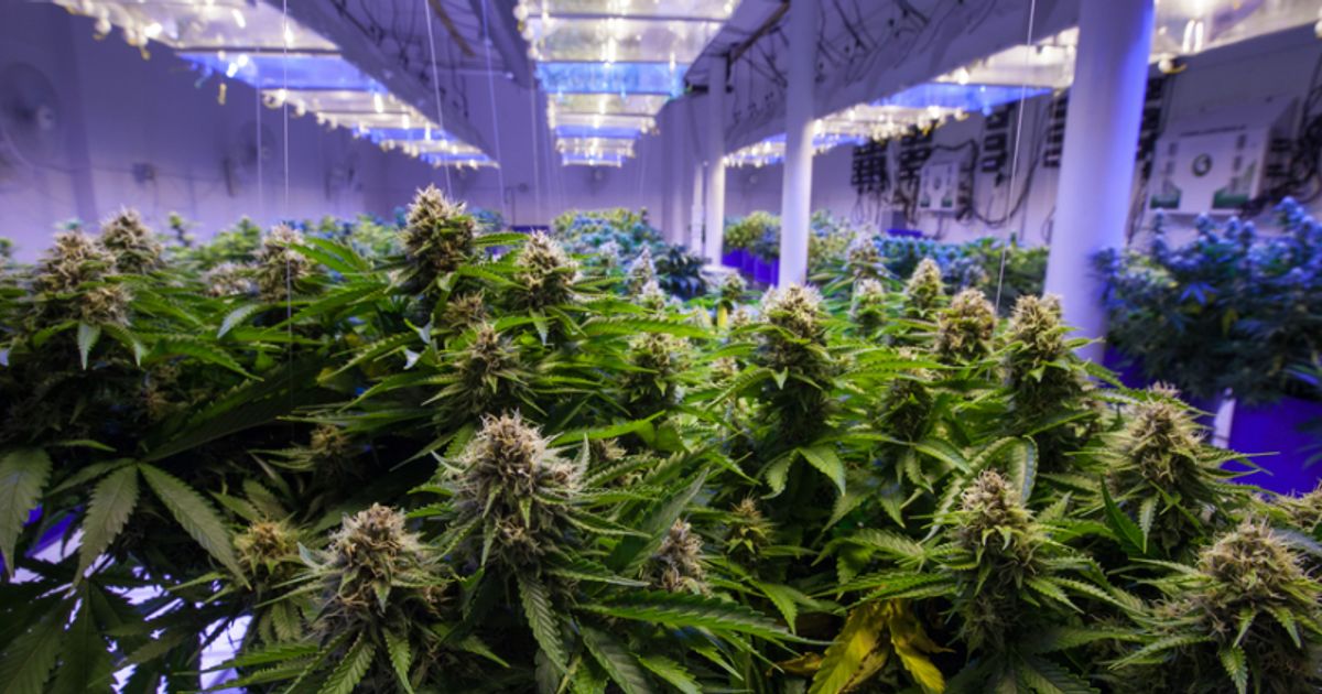 Cannabis investment: budding revival as London's contenders adapt to changing market - Vimarsana News