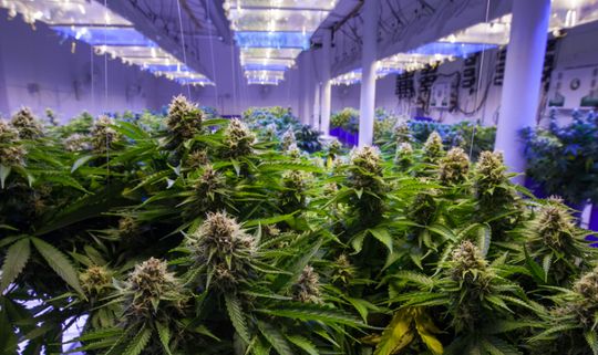 Oxford Cannabinoid Technologies Holdings PLC - 