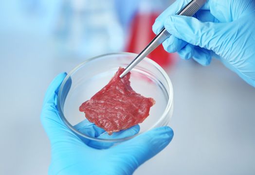 Lab grown meat in a petri dish