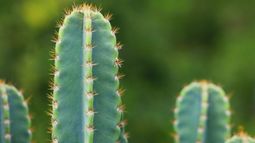 Peyote cactus