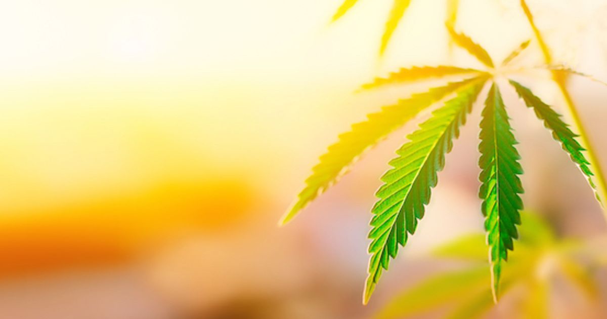 Melodiol Global Health's Mernova nears EU GMP certification for cannabis exports to Australia and Europe - Vimarsana News