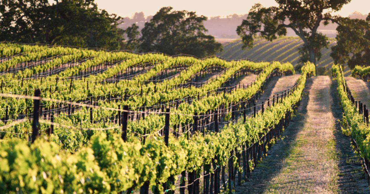 Hambledon Vineyard snapped up by wine merchant BB&R - Vimarsana News