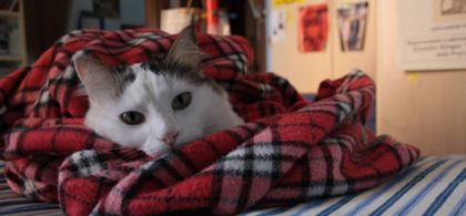 Pets at home clearance blanket