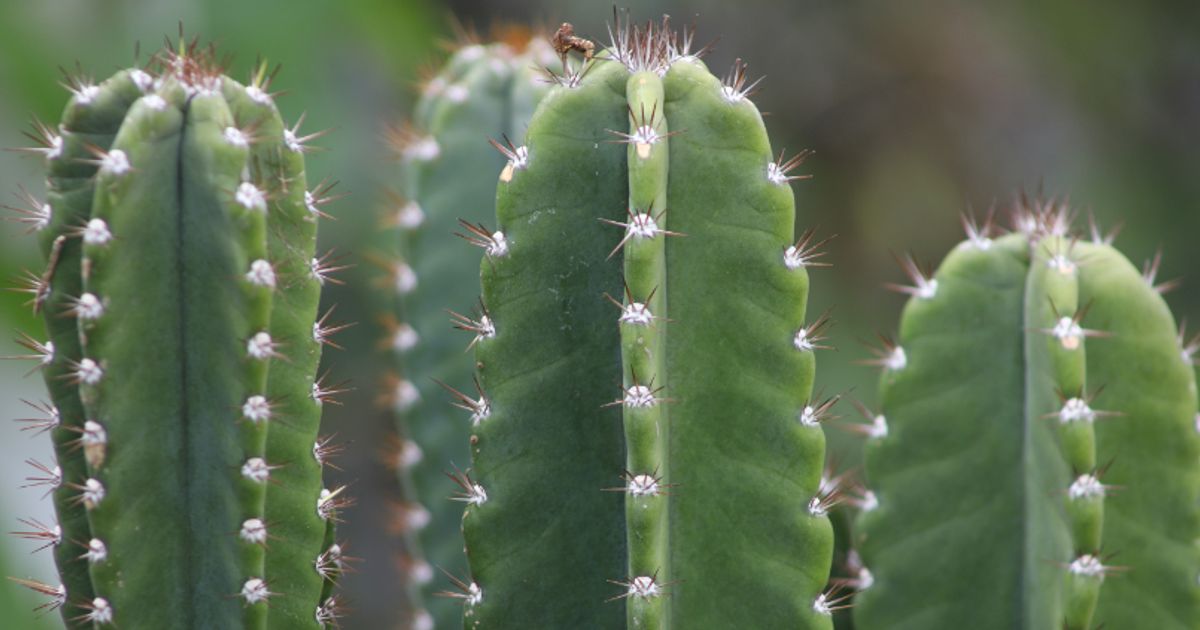 succulent plant store Surprise Cactus & Succulent Variety Pack