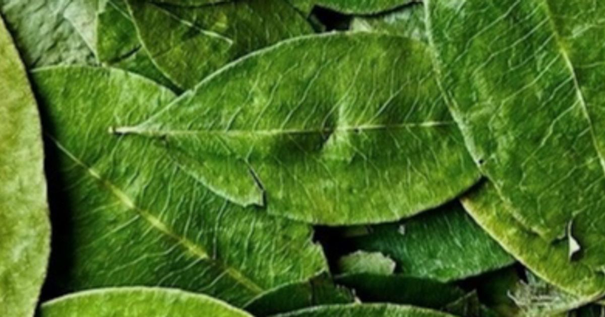Filament Health's Magdalena Biosciences JV imports coca leaf from Peru - Vimarsana News