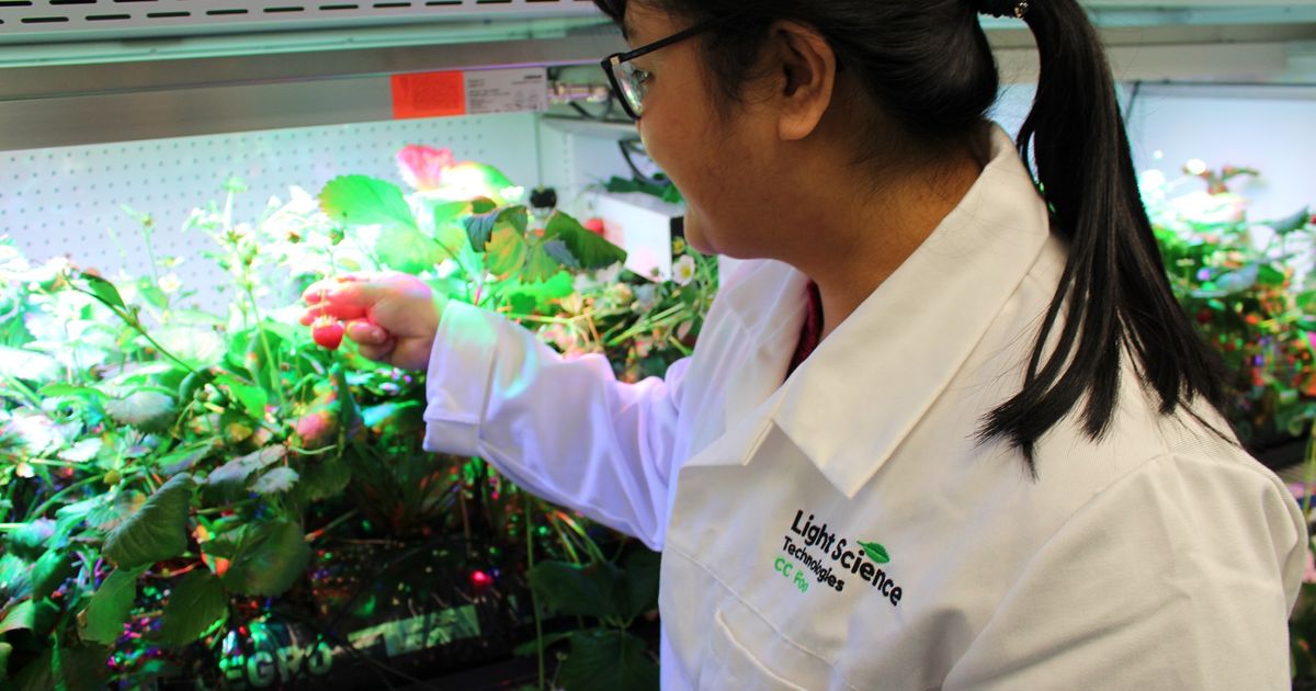 Light Science Technologies receives grant for sustainable potato farming project - Vimarsana News