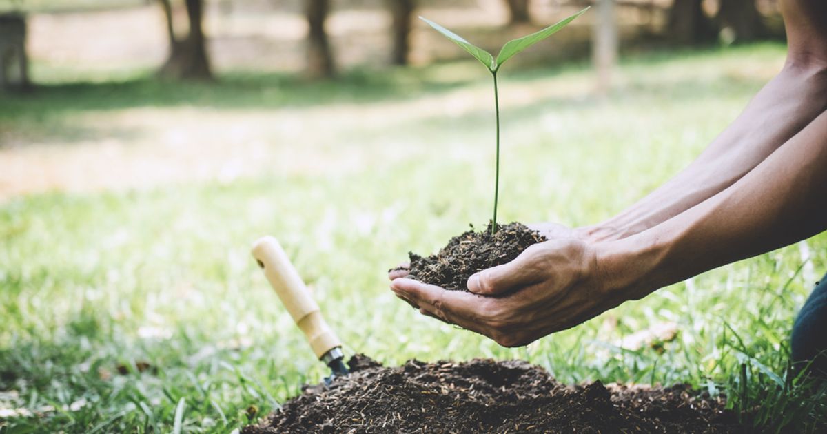 Forestry veterans spearhead global coalition to secure a place in emerging carbon markets - Vimarsana News