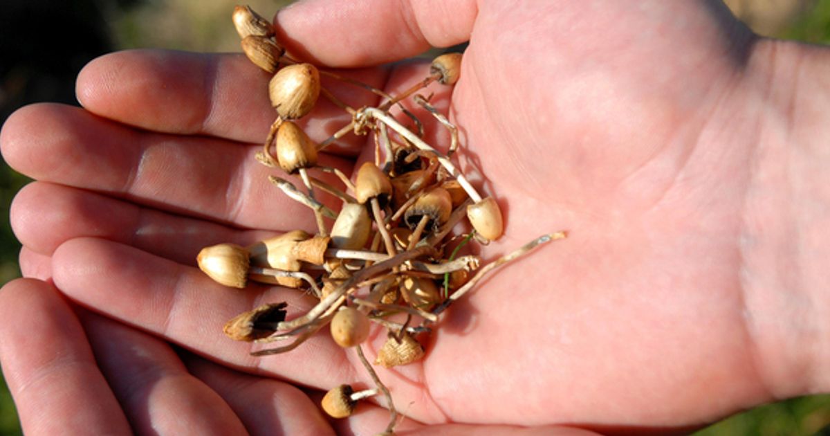Numinus Wellness Inc receives clinical trial application approval from Health Canada for experiential psychedelic-assisted therapy training using Psilocybe cubensis tea - Vimarsana News