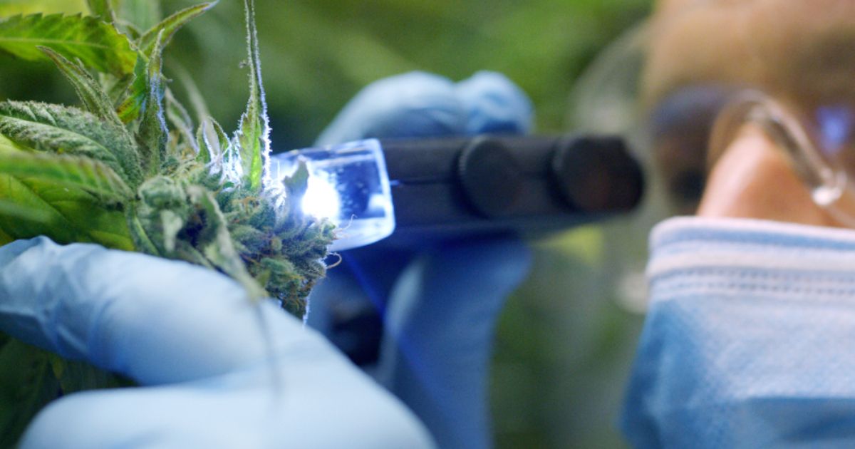 Northern Leaf eyes £3mln pre-IPO funding round ahead of summer listing - Vimarsana News