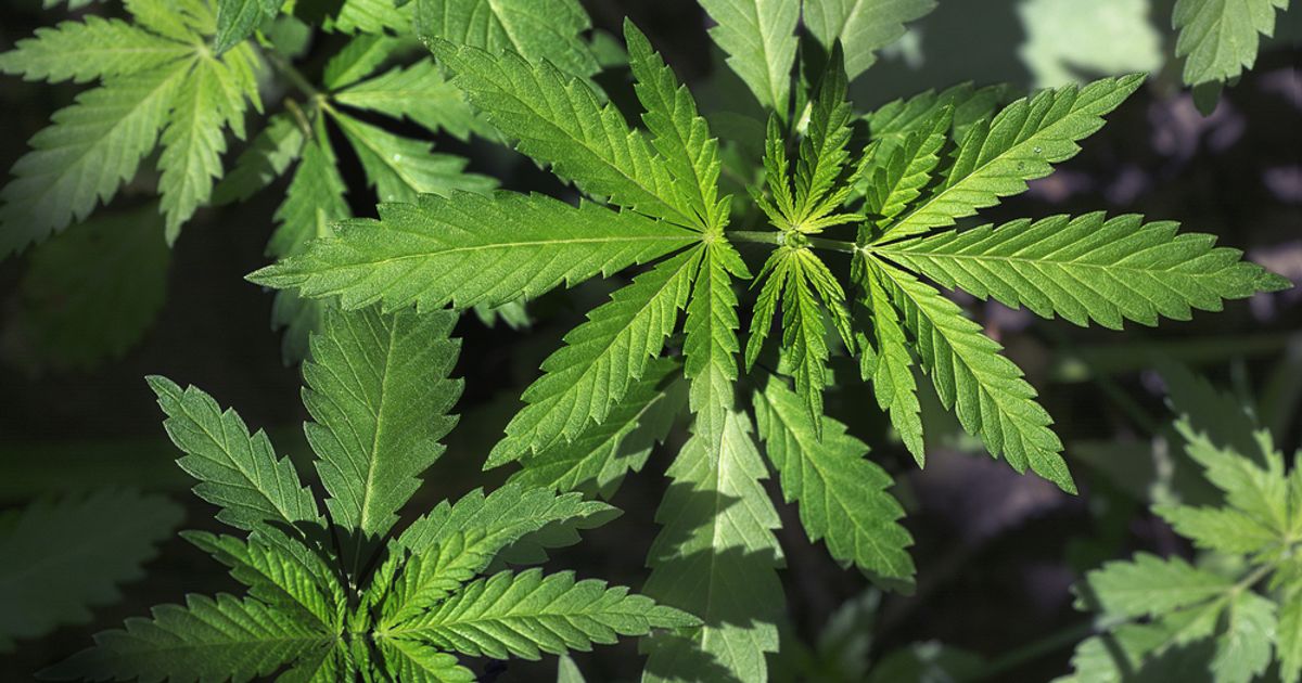Ananda Developments PLC outlines ambition to be a leading grower and provider of high-quality medical cannabis - Vimarsana News
