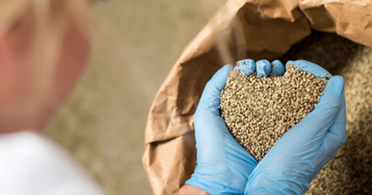 Global Hemp Group names Stephen Barnhill Jr as Interim President and CEO - Vimarsana News