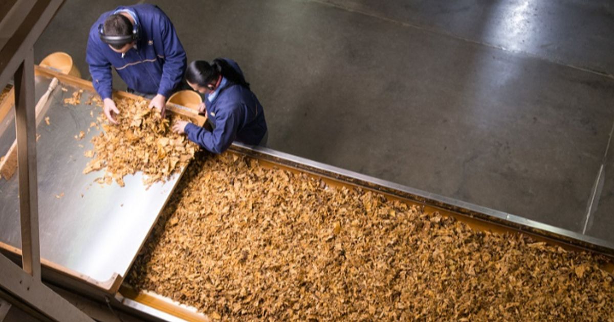 BAT moving to US should allow more cannabis investment - analyst | LSE:BATS