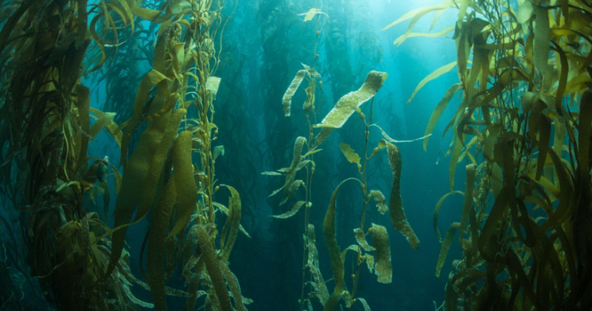 Cellular Goods shares leap as kelp-farming carbon sequestration JV formed - Vimarsana News