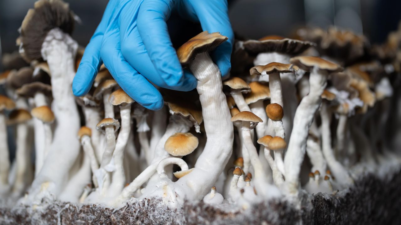 Biotechs favor natural psychedelics due to possible ‘entourage effect ...