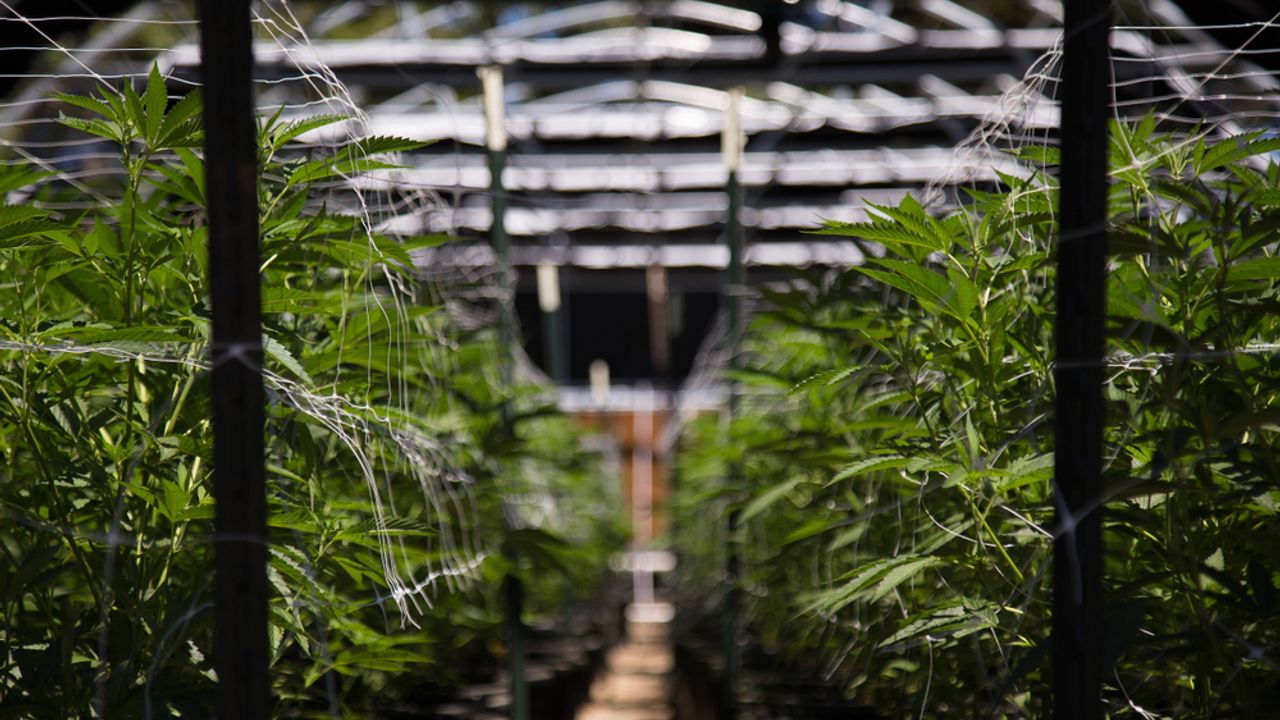 Tilray Inc - Tilray Brands narrows net loss and grows Canadian cannabis market share in 1Q